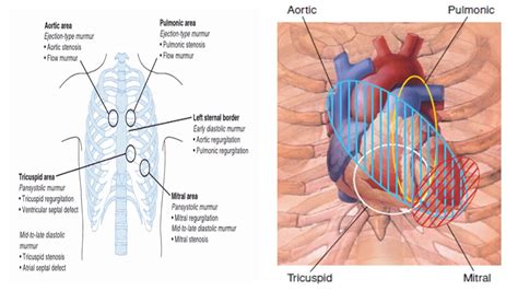 where is the precordium located.